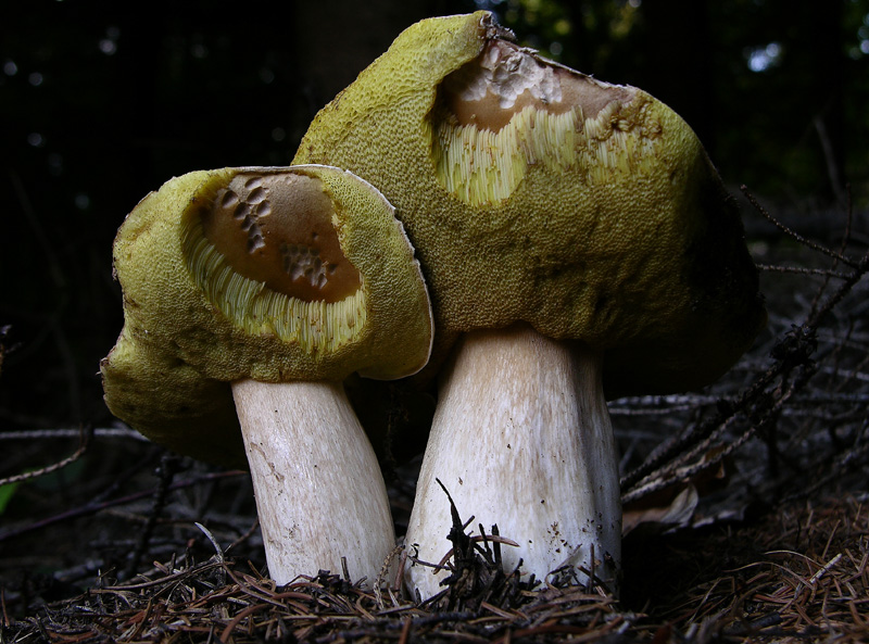 due Porcini (Castelli romani) 29.09.06